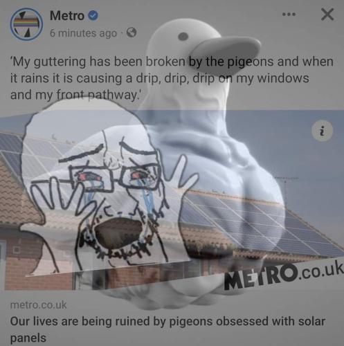 Solar-Obsessed-Pigeons